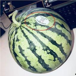 吃外国网红瓜,揭秘那些跨国界的“瓜”事  第1张