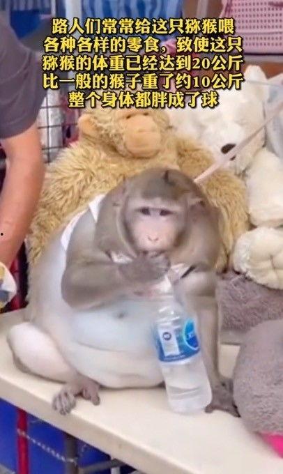 网友爆料瘦猴子视频,网友热议其减肥秘诀  第2张